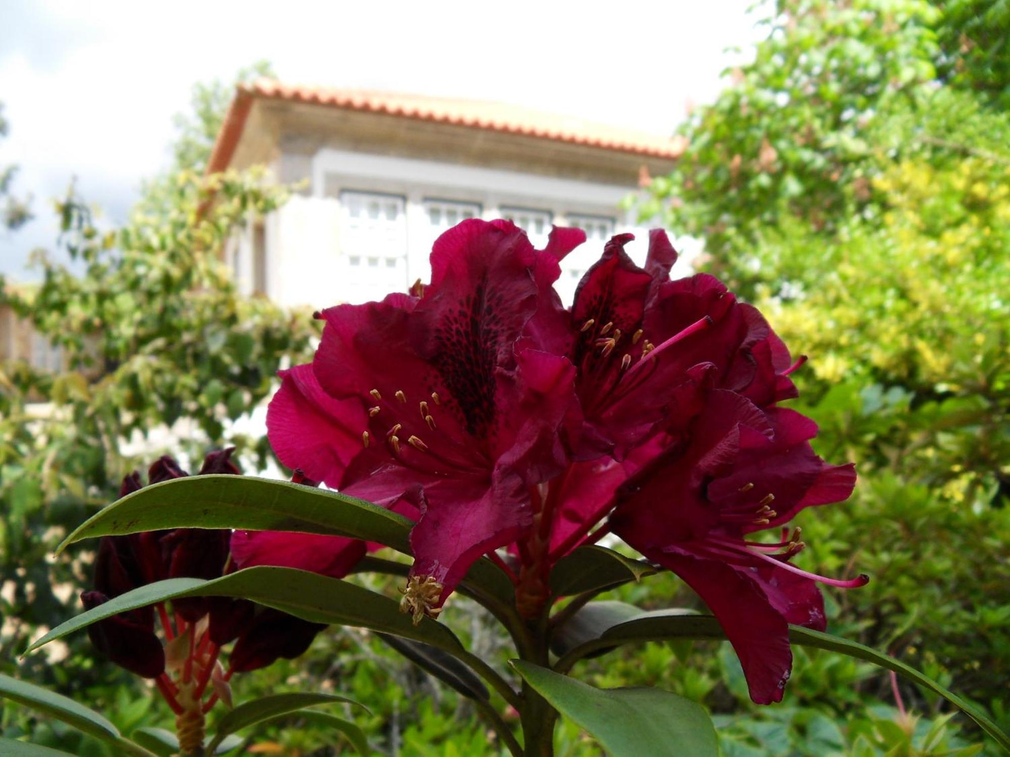 ויאנה דו קסטלו Quinta Do Bento Novo - Casa De Campo - Turismo Rural מראה חיצוני תמונה